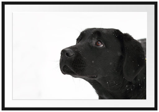 Schwarzer Labrador im Schnee Passepartout 100x70