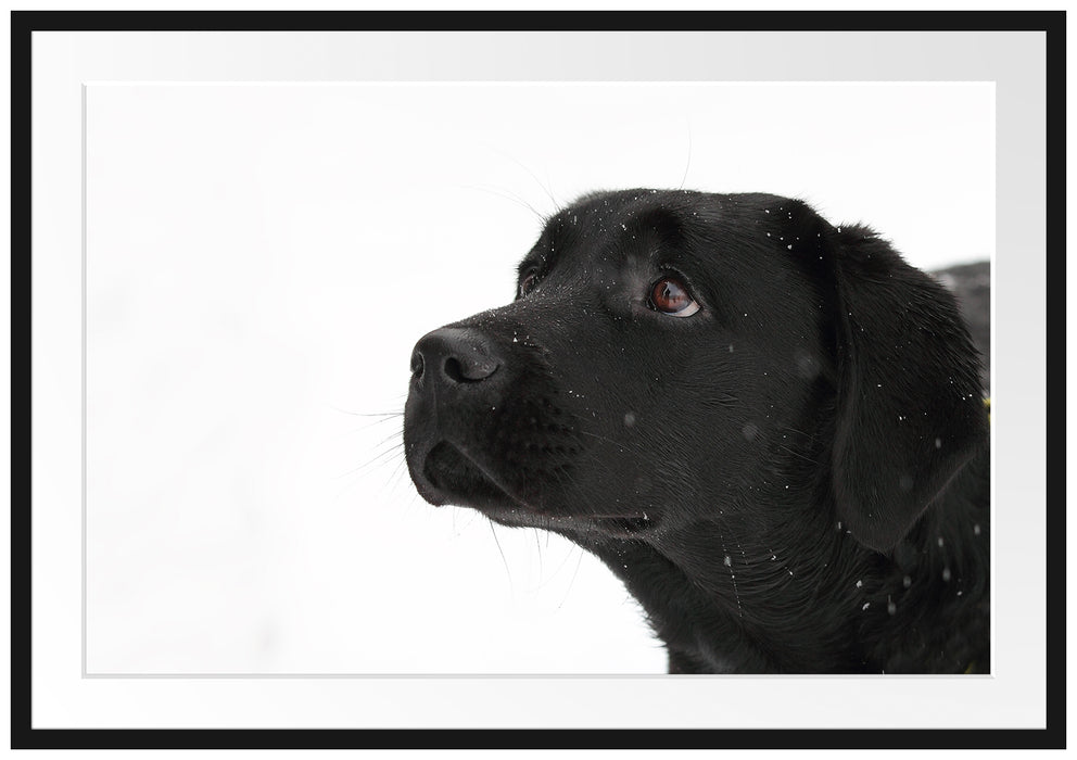 Pixxprint Schwarzer Labrador im Schnee, im Galerie-Passepartout Bilderrahmen