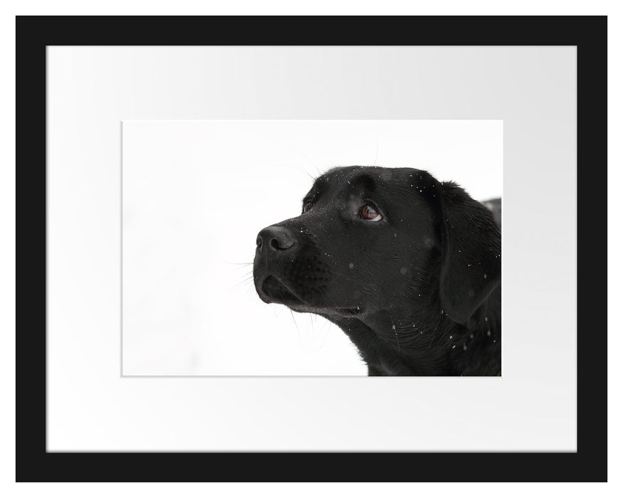 Schwarzer Labrador im Schnee Passepartout 38x30