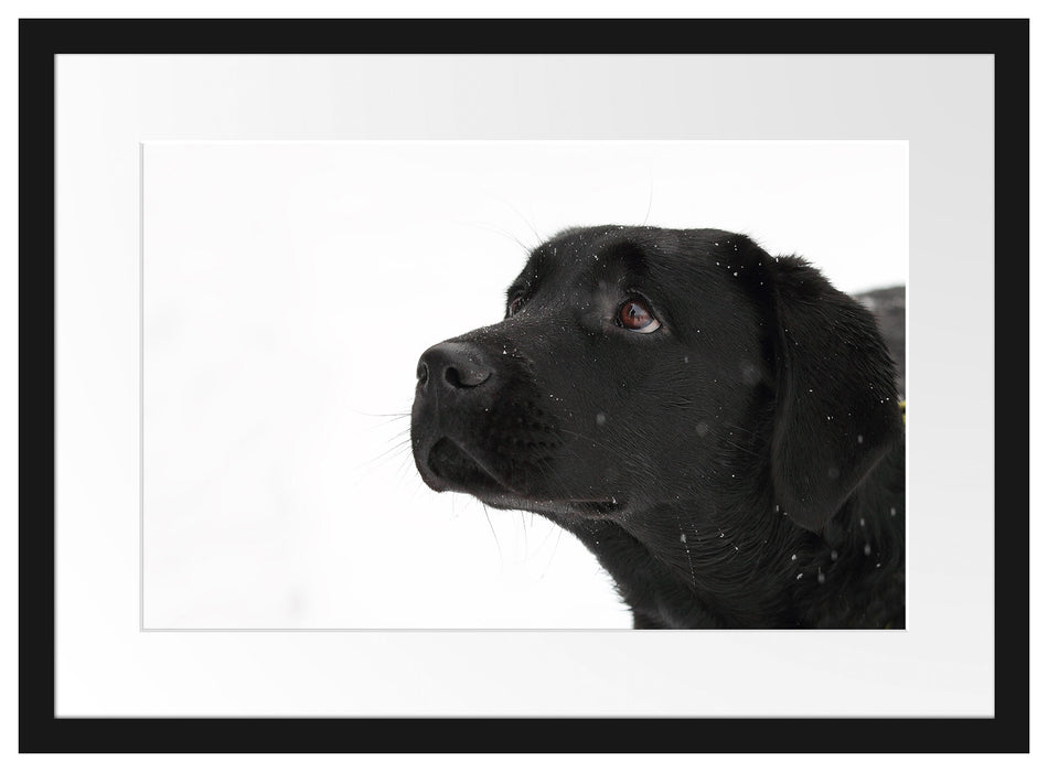 Schwarzer Labrador im Schnee Passepartout 55x40