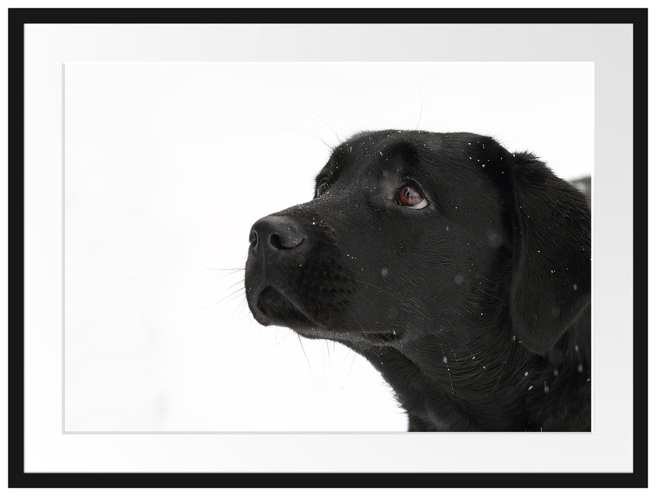 Schwarzer Labrador im Schnee Passepartout 80x60