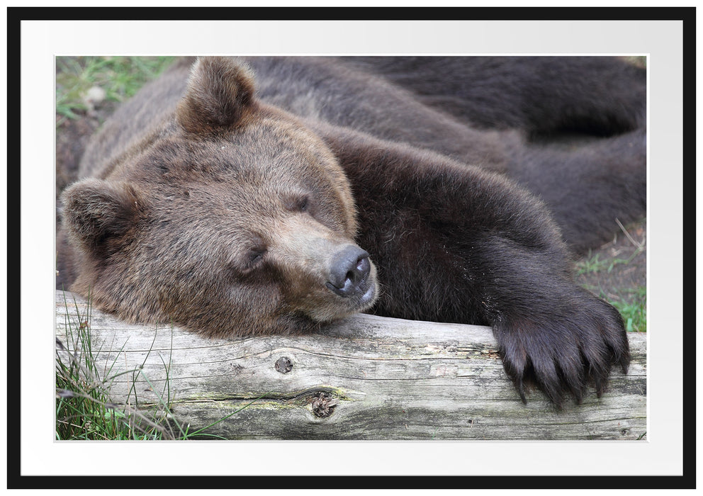 Pixxprint Bär schläft auf Baumstamm, im Galerie-Passepartout Bilderrahmen