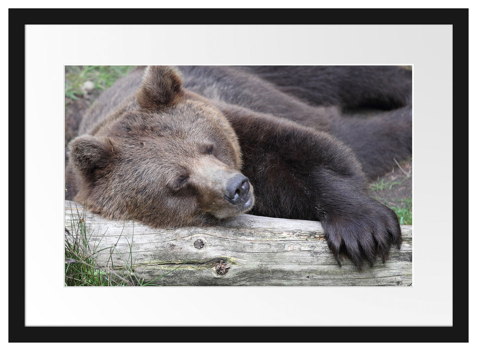Bär schläft auf Baumstamm Passepartout 55x40