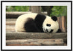 süßer kleiner Pandabär Passepartout 100x70