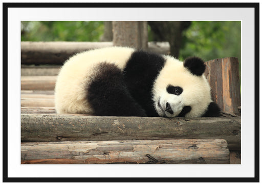 süßer kleiner Pandabär Passepartout 100x70