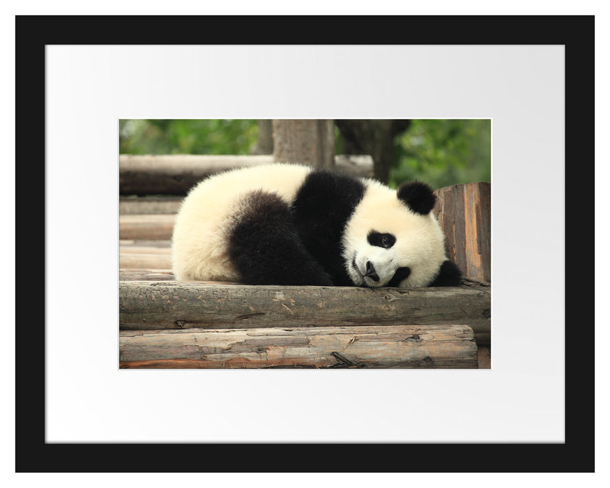 süßer kleiner Pandabär Passepartout 38x30