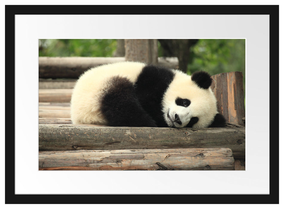 süßer kleiner Pandabär Passepartout 55x40