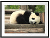 süßer kleiner Pandabär Passepartout 80x60
