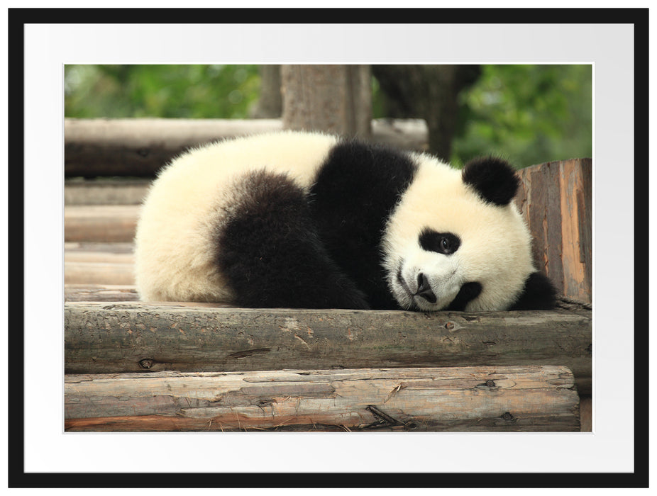 süßer kleiner Pandabär Passepartout 80x60