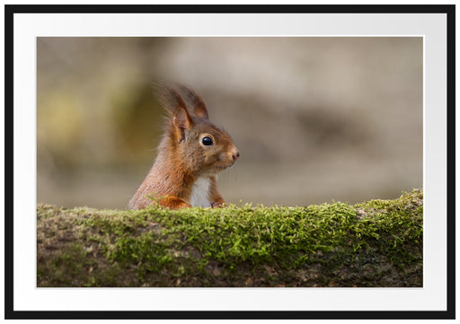 Eichhörnchen hinter Baumstamm Passepartout 100x70