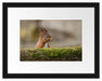 Eichhörnchen hinter Baumstamm Passepartout 38x30