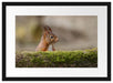Eichhörnchen hinter Baumstamm Passepartout 55x40