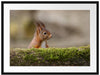 Eichhörnchen hinter Baumstamm Passepartout 80x60