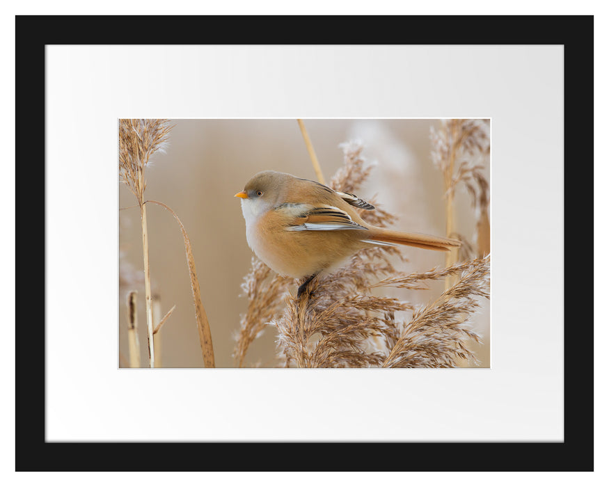 kleiner Vogel auf Weizen Passepartout 38x30