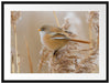 kleiner Vogel auf Weizen Passepartout 80x60