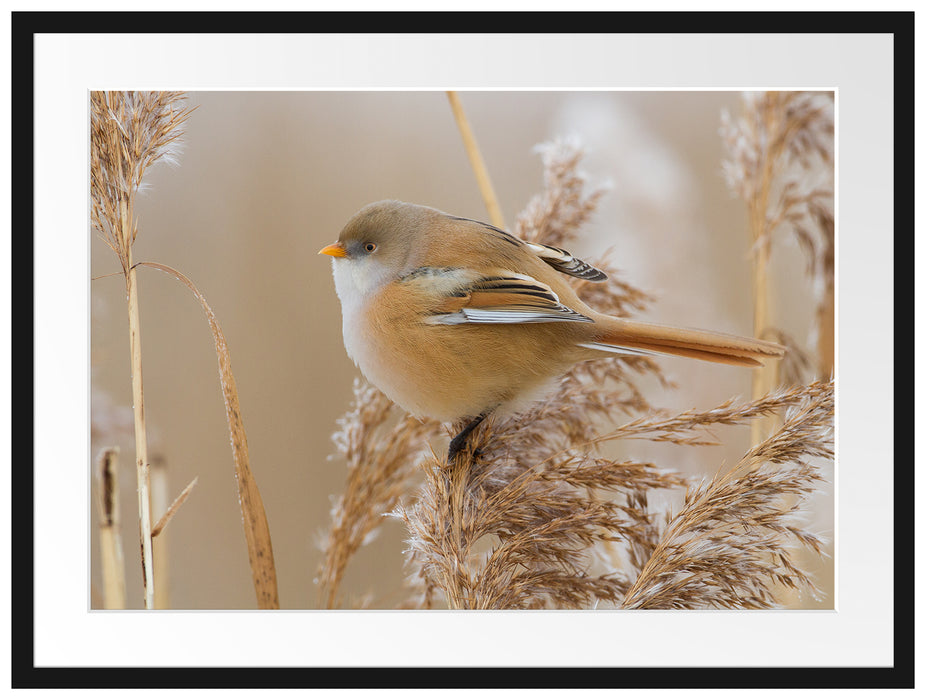 kleiner Vogel auf Weizen Passepartout 80x60