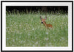 kleines Rehkitz auf Wiese Passepartout 100x70
