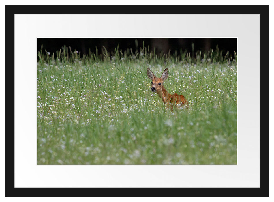 kleines Rehkitz auf Wiese Passepartout 55x40