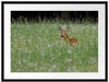 kleines Rehkitz auf Wiese Passepartout 80x60