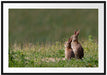 zwei Häschen auf Frühlingswiese Passepartout 100x70