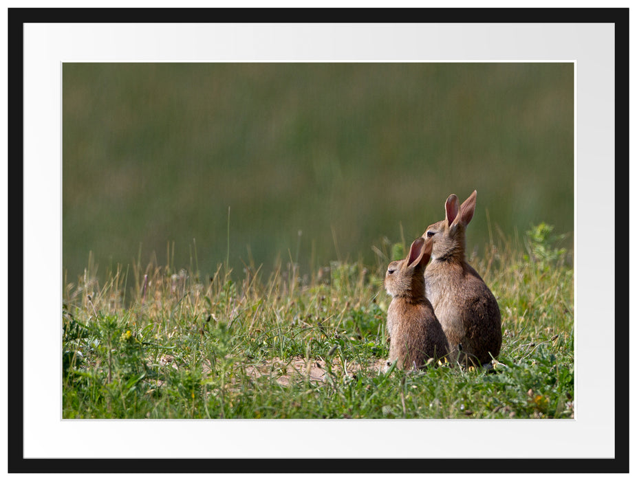 zwei Häschen auf Frühlingswiese Passepartout 80x60