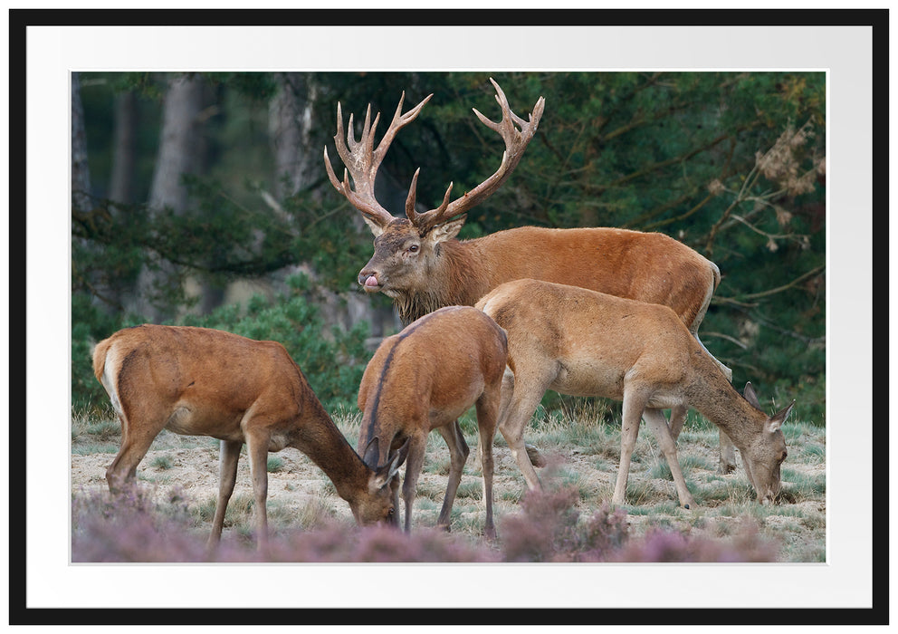 Pixxprint Hirschfamilie auf Waldlichtung, im Galerie-Passepartout Bilderrahmen