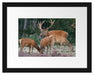Hirschfamilie auf Waldlichtung Passepartout 38x30