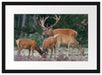 Hirschfamilie auf Waldlichtung Passepartout 55x40