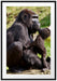Gorilla-Baby küsst seine Mutter Passepartout 100x70