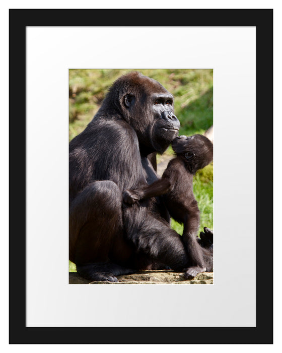 Gorilla-Baby küsst seine Mutter Passepartout 38x30