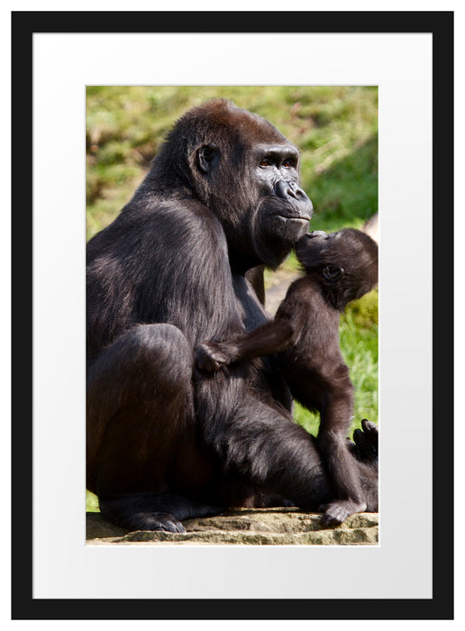 Gorilla-Baby küsst seine Mutter Passepartout 55x40