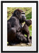 Gorilla-Baby küsst seine Mutter Passepartout 55x40