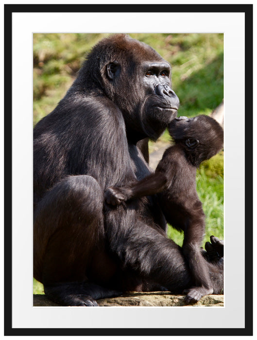 Gorilla-Baby küsst seine Mutter Passepartout 80x60