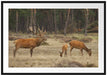 Hirschfamilie auf Waldlichtung Passepartout 100x70
