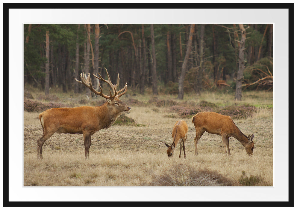 Pixxprint Hirschfamilie auf Waldlichtung, im Galerie-Passepartout Bilderrahmen