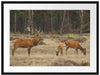 Hirschfamilie auf Waldlichtung Passepartout 80x60