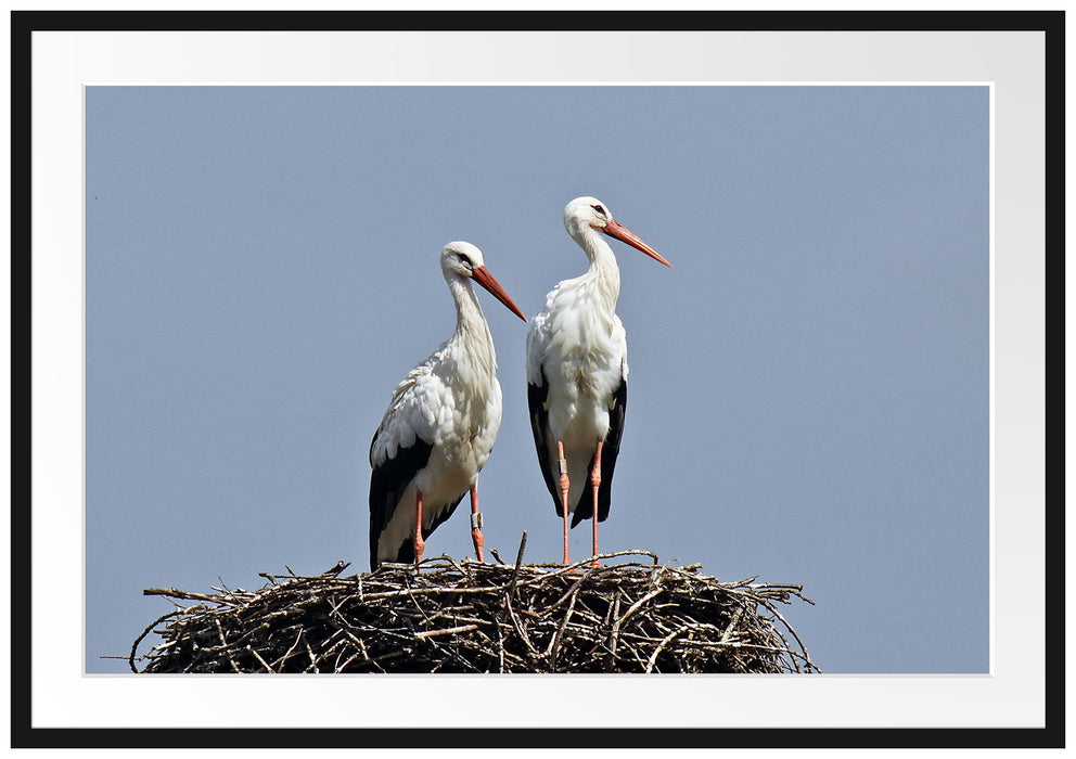 Pixxprint zwei stolze Störche im Nest, im Galerie-Passepartout Bilderrahmen