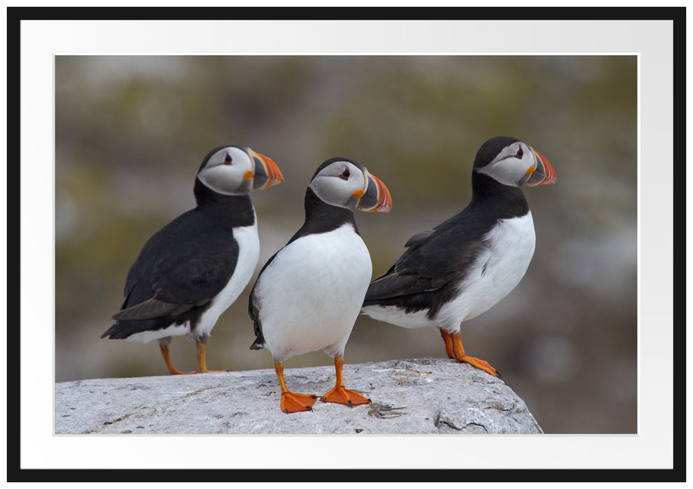 Pixxprint Papageitaucher Familie auf Felsen, im Galerie-Passepartout Bilderrahmen
