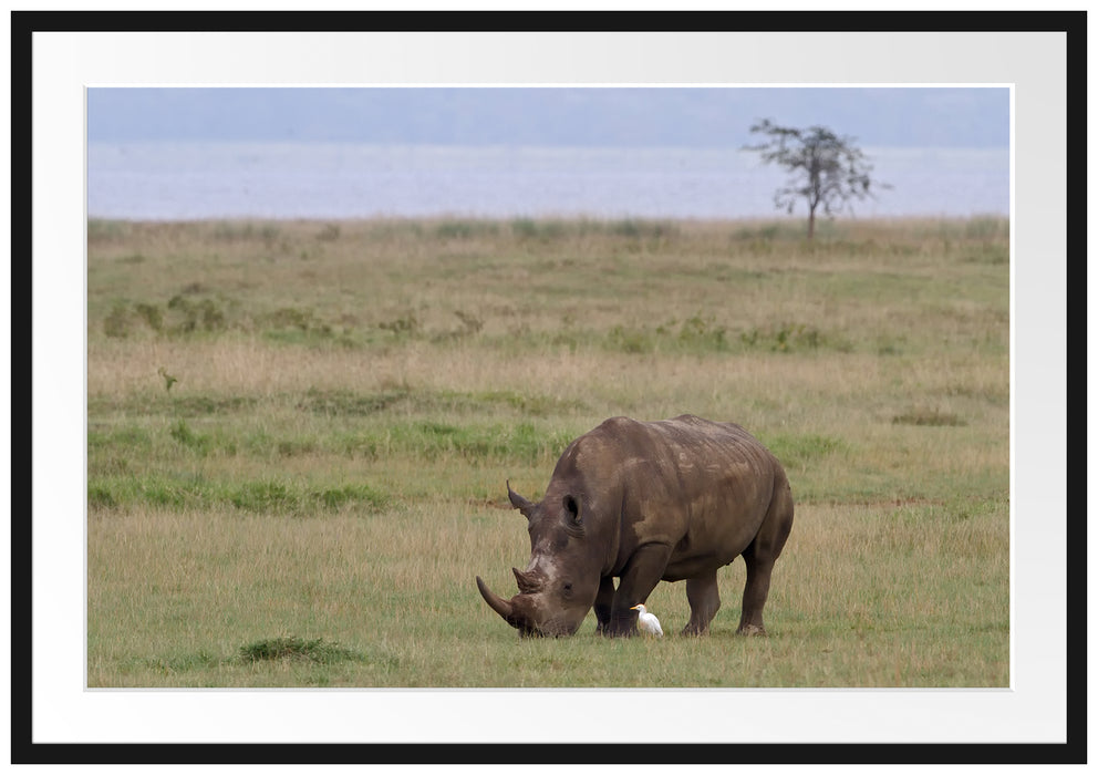Pixxprint großes Nashorn beim Fressen, im Galerie-Passepartout Bilderrahmen