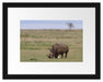 großes Nashorn beim Fressen Passepartout 38x30