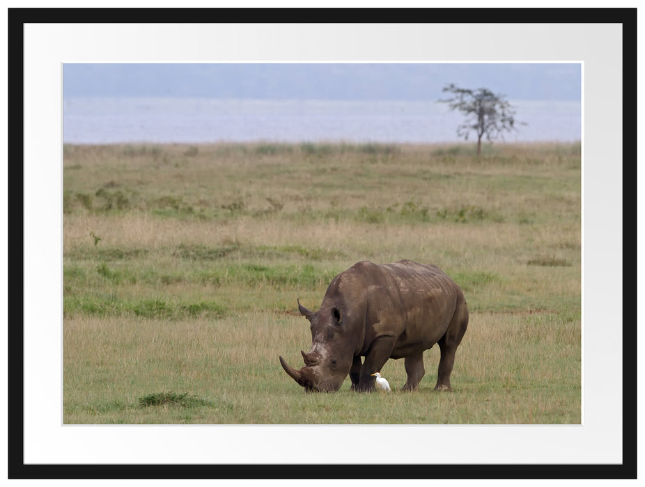 großes Nashorn beim Fressen Passepartout 80x60
