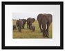 große wandernde Elefantenhorde Passepartout 38x30