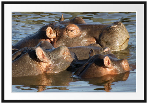 schwimmende Flusspferdfamilie Passepartout 100x70