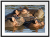 schwimmende Flusspferdfamilie Passepartout 80x60