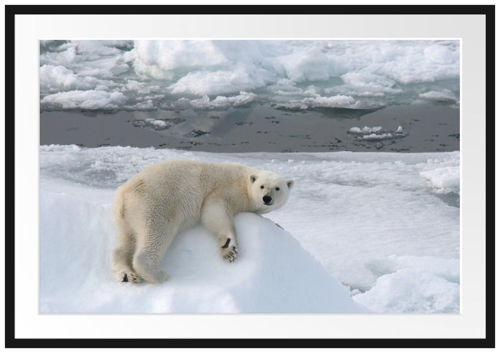 Pixxprint Eisbär auf Eisberg, im Galerie-Passepartout Bilderrahmen