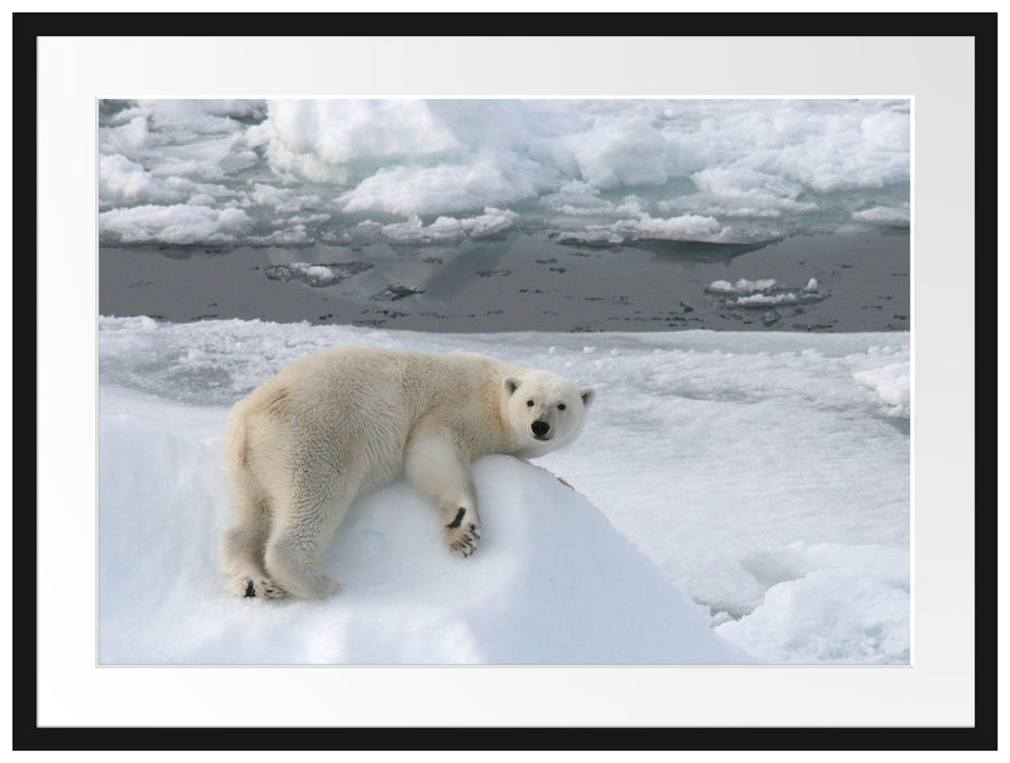 Eisbär auf Eisberg Passepartout 80x60