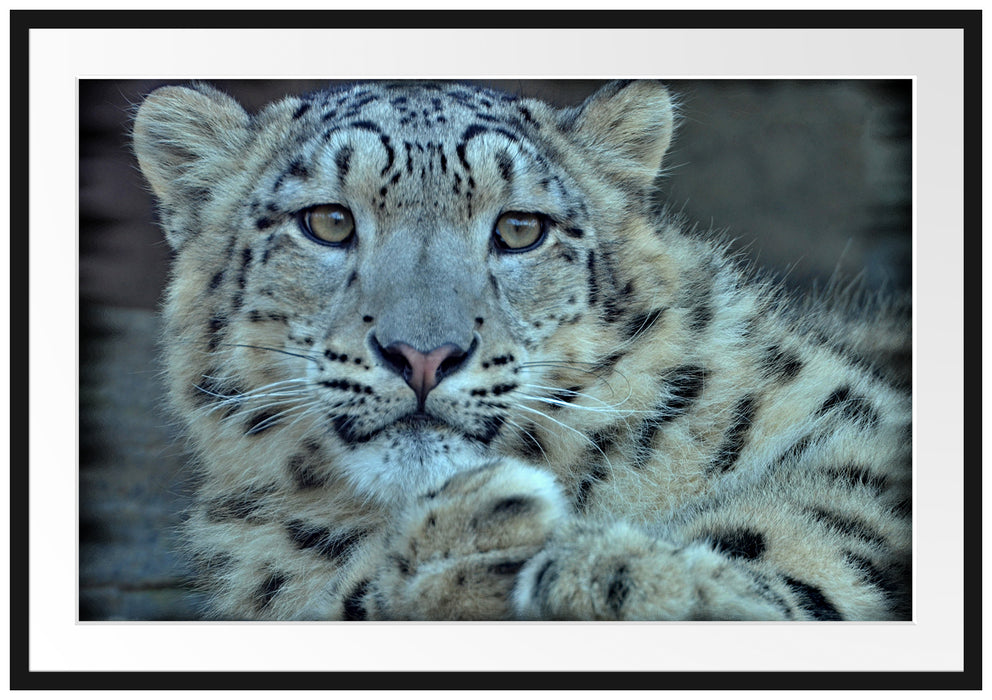 Pixxprint scheuer Schneeleopard, im Galerie-Passepartout Bilderrahmen
