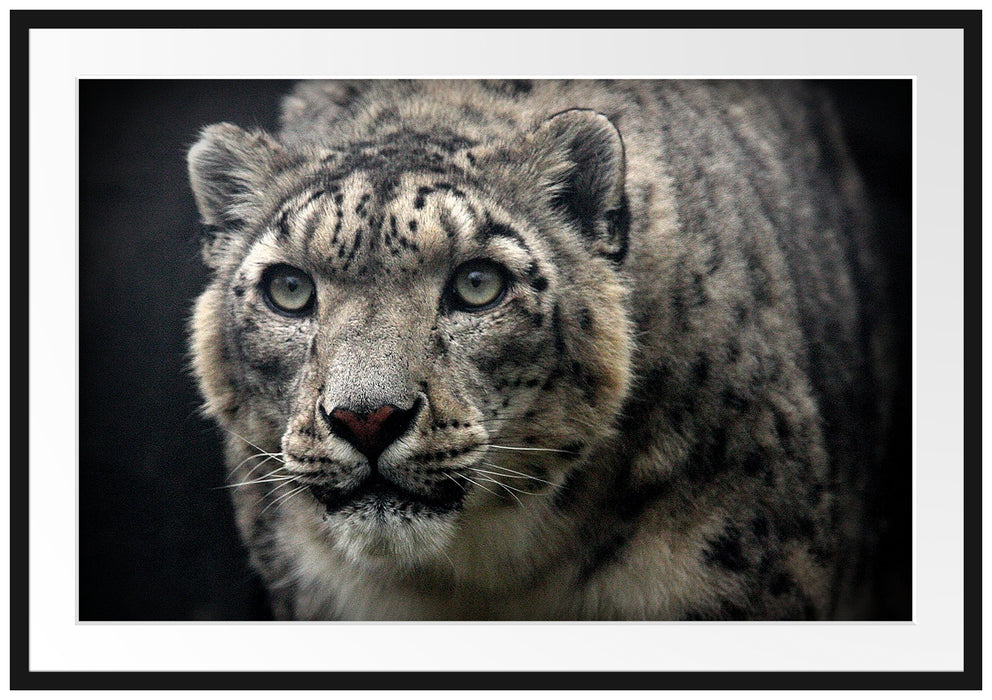 Pixxprint beeindruckender Schneeleopard, im Galerie-Passepartout Bilderrahmen