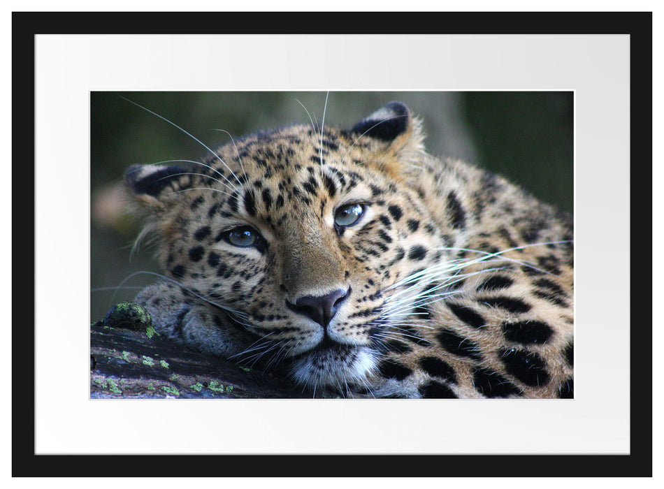Pixxprint ruhender Leopard, im Galerie-Passepartout Bilderrahmen
