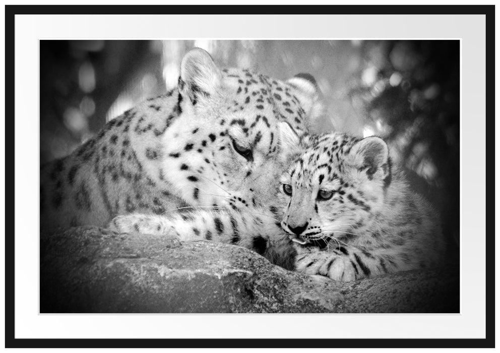 Leopard mit Jungtier Passepartout 100x70
